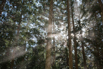 降雪に差す光芒