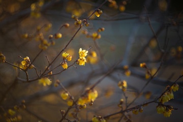 朝日を浴びる蝋梅の花