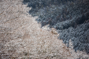 森林に積もる雪