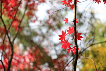 한국의 아름다운 가을 단풍
