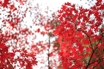 한국의 아름다운 가을 단풍