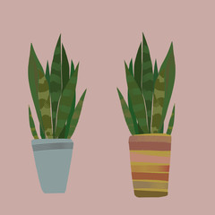 サンスベリア　トラノオ　虎の尾 観葉植物　D