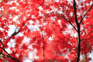한국의 아름다운 가을 단풍
