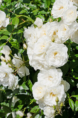 Weiße Edelrosen im Garten