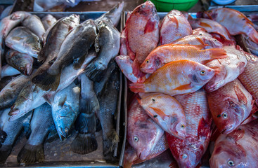Southeast Asia, Vietnam, Agriculture, Anchovy, Animal