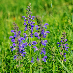 Obraz premium Blühender Wiesensalbei ,Salvia pratensis