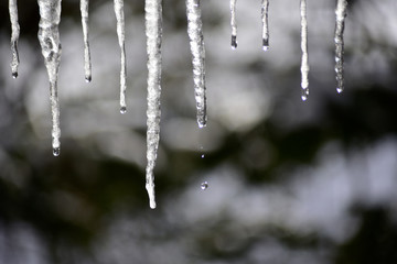 Drops falling from icicles