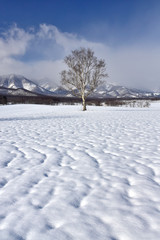 Fototapeta na wymiar Birch in the snowy field