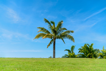 Palm tree and green grass field with blue sky