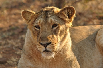 Fototapeta na wymiar Female Asiatic lion: (Panthera leo persica)