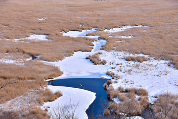 Kushiro Marsh in Winter