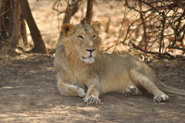 Fototapeta premium Male Asiatic lion, Panthera leo persica. The only place in the wild where this species is found is in the Gir Forest of Gujarat, India.