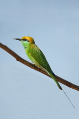 Green Bee-eater or Merops orientalis