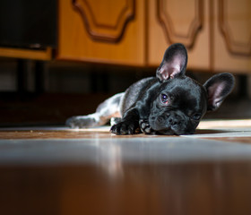 black bulldog french dog lying comfortably in the kitchen