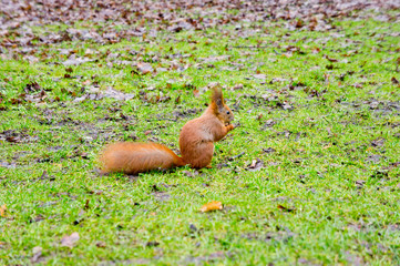Red squirrel with a nut in its paws. Background for wild animals. Rodents.