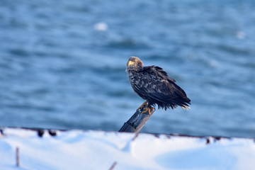 White-tailed eagle.