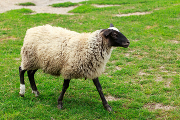Fototapeta premium Sheep on a green meadow