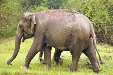 Fototapeta premium Mother and baby elephant, Elephas maximus maximus