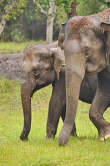 Fototapeta premium Mother and baby elephant, Elephas maximus maximus