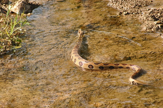 RUSSEL'S VIPER Daboia Russelii Venomous, Common