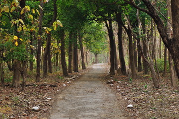 Road in jungle