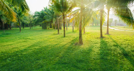 Fototapeta na wymiar Green trees in city park and sunlight