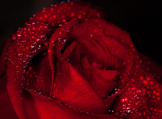 Valentine's Day Rose