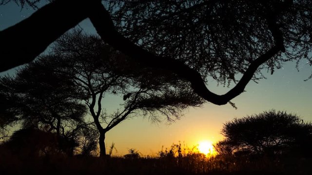Static timelapse (nightlapse) of the moon rising over an African Savannah landscape, through Acacia trees and grass silhouetted against a dark starry night sky.