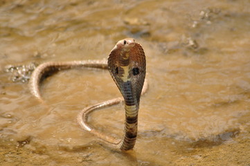 SPECTACLED COBRA. Naja naja. Venomous, common.