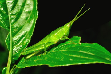 Grass Hopper. The grasshopper is an insect of the suborder Caelifera in the order Orthoptera.