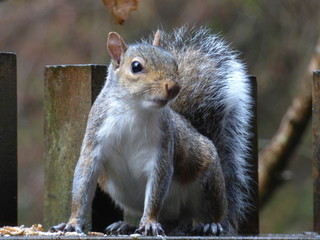 CUTE CHEEKY SQUIRRELS AT A HOLIDAY COTTAGE IN CORNWALL ENGLAND