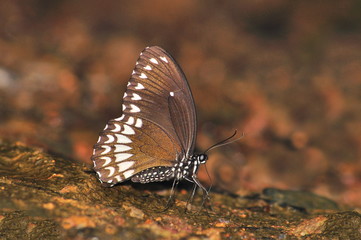 Malabar revan butterfly: The Malabar Raven ( Papilio dravidarum) is a species of Swallowtail...