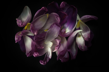 Abstract Tulip Petals on Black Velvet