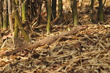 Monitor lizard in bandhavgadh national park.