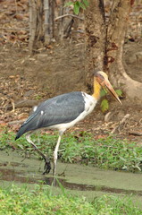 lesser adjutant, Leptoptilos javanicus, at Bandhavgad, Madhya Pradesh,  India.