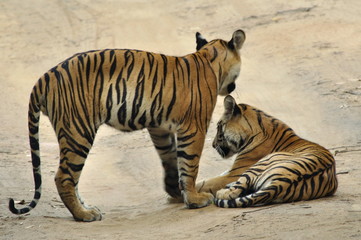 Tiger cubs in Bandhavgadh National park. The Bengal tiger (Panthera tigris tigris) lives in India