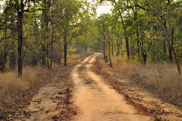 Fototapeta premium Landscape in khitauli zone of Bandhavgad national park, Madhya Pradesh, India