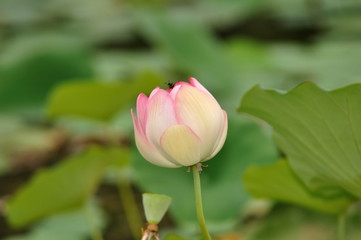 Lotus, Nelumbo nucifera, known by a number of names including Indian Lotus, Sacred Lotus, Bean of India, or simply Lotus, is a plant in the monotypic family Nelumbonaceae.