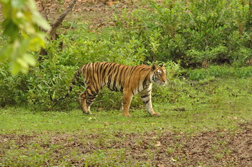 Naklejka na ściany i meble The Bengal tiger Panthera tigris tigris lives in India, Nepal,