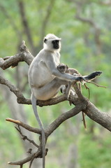 Gray langurs or Hanuman langurs,  Bandhavgadh national park, Madhya Pradesh, India