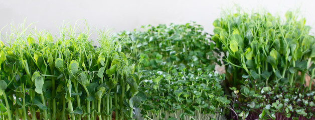 Mixed Microgreens