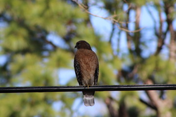 Red Shouldered Hawk 