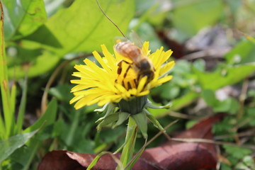 Honey Bee on Dandelion