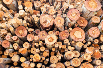 Eucalyptus wood arranged in layers, Pile of Eucalyptus wood logs ready for industry.