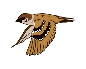 Detailed Flying Sparrow Illustration Vector