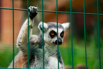 Lemur sitting in cage