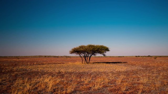 Static full day timelapse of African savannah landscape, acacia tree,  early winter/fall long, slow shadow movements across showing passing time through heat of the day, Botswana, Central Kalahari.