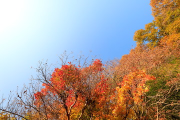 한국의 아름다운 가을 단풍