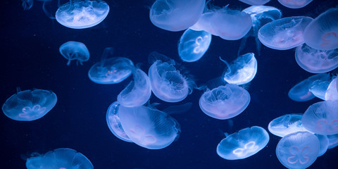 Jellyfish in deep blue background　クラゲの群れ 東京のサンシャイン水族館
