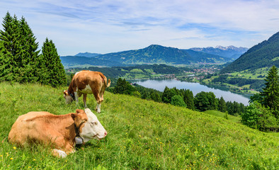 Fototapeta na wymiar Ausblick auf das Allgäu rund um Bühl am Alpsee mit Kühen auf einer Bergweide im Vordergrund